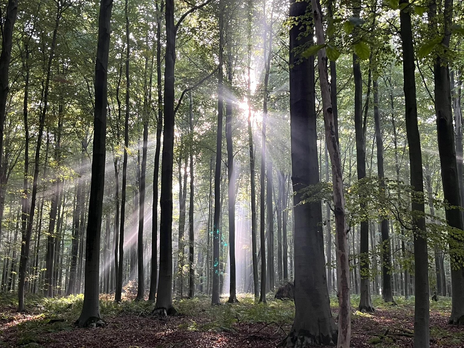 L’âme ou la voie du cœur : choisir la renaissance intérieure